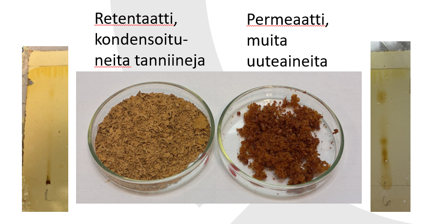 Kuvassa kaksi petrimaljaa näytteitä