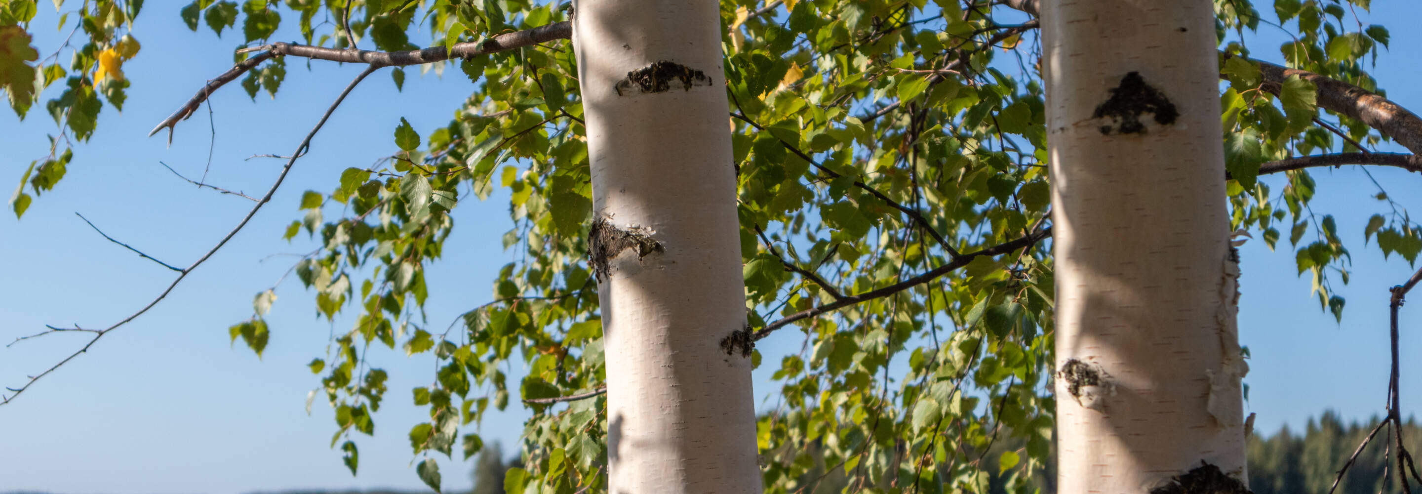 Birch trees sunny day near lake in finland nice nature nordic finnish landscape wild daylight background